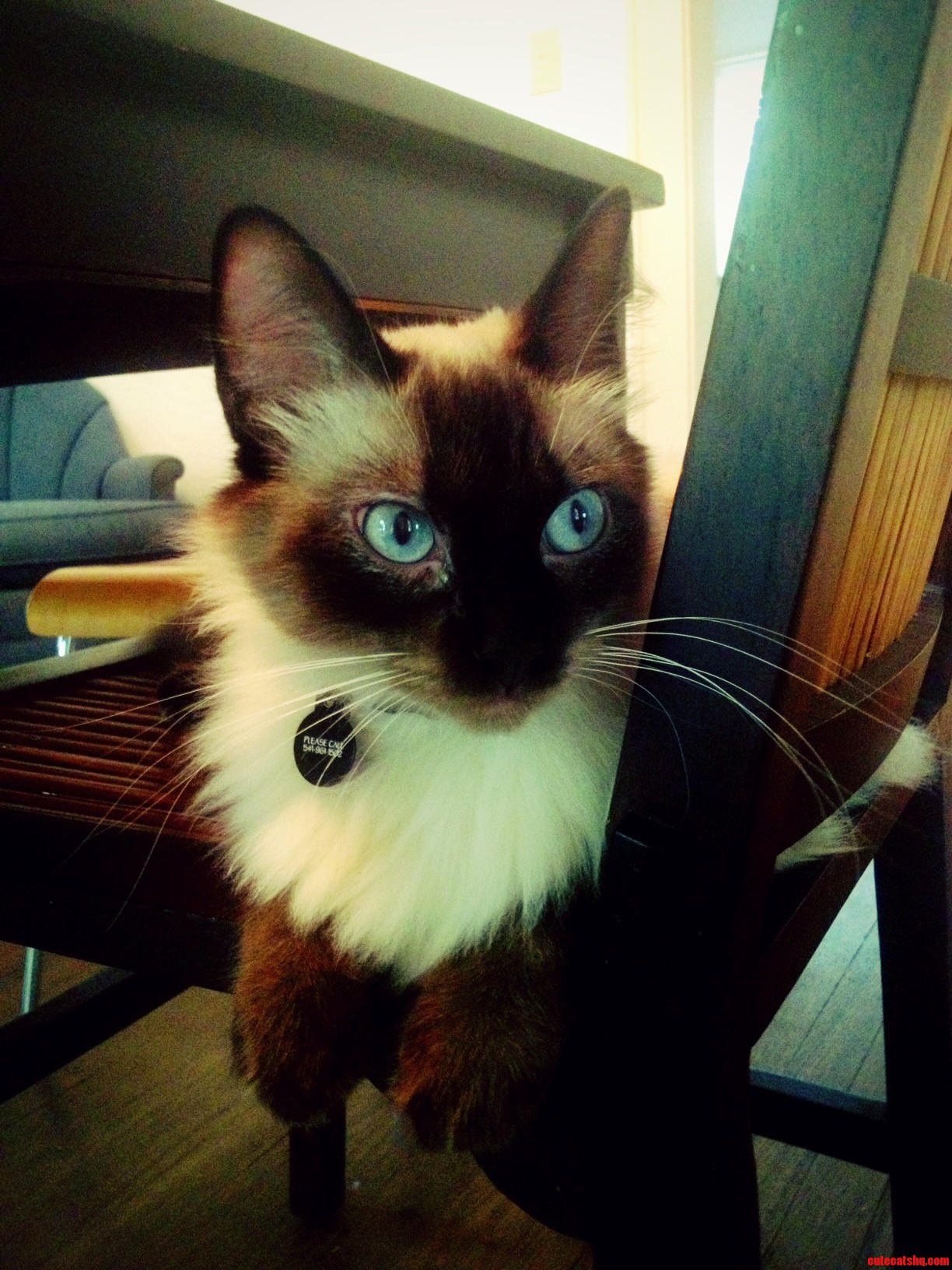My Safeway Kitten All Grown Up. My Pride   Joy.