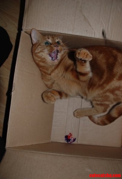 My Scaredy-cat  Spock.