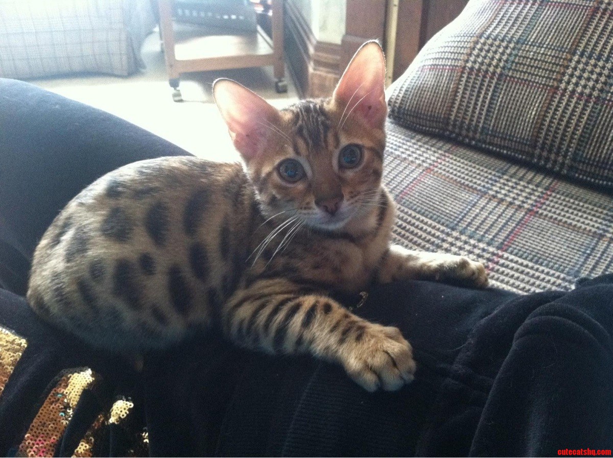 My Sisters New Bengal Kitten
