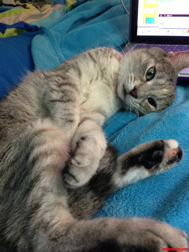 My Snugly Bitey Cat Sophie