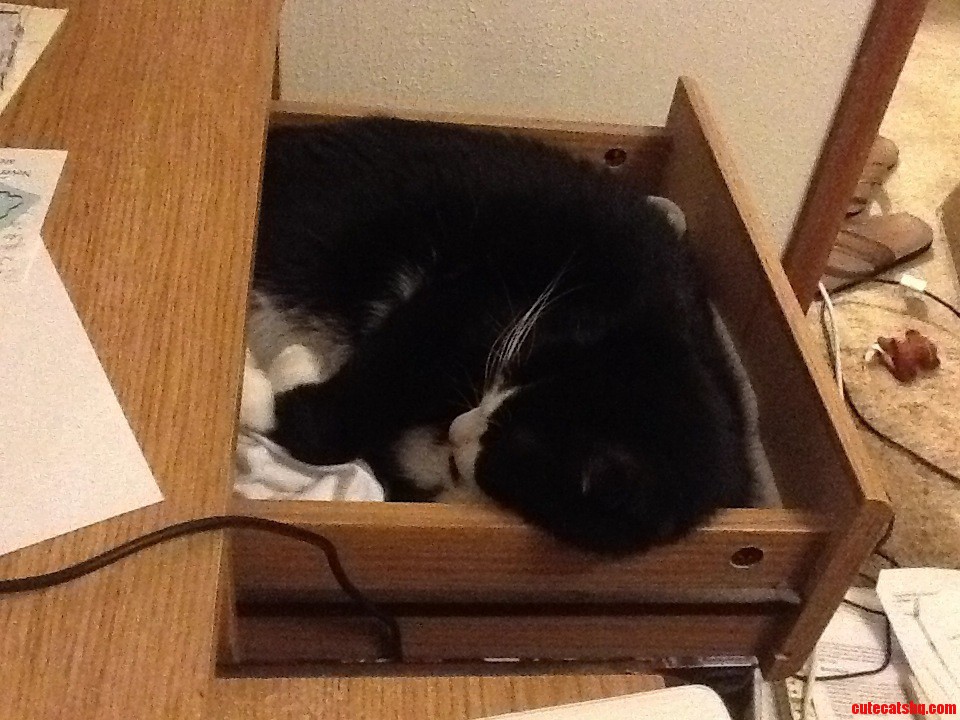 My Study Buddy Out Cold.