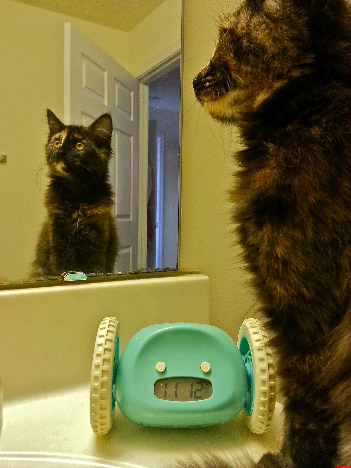 My Sweet 4 Month Old Kitten Mona Has Just Discovered the Magic of Mirrors.