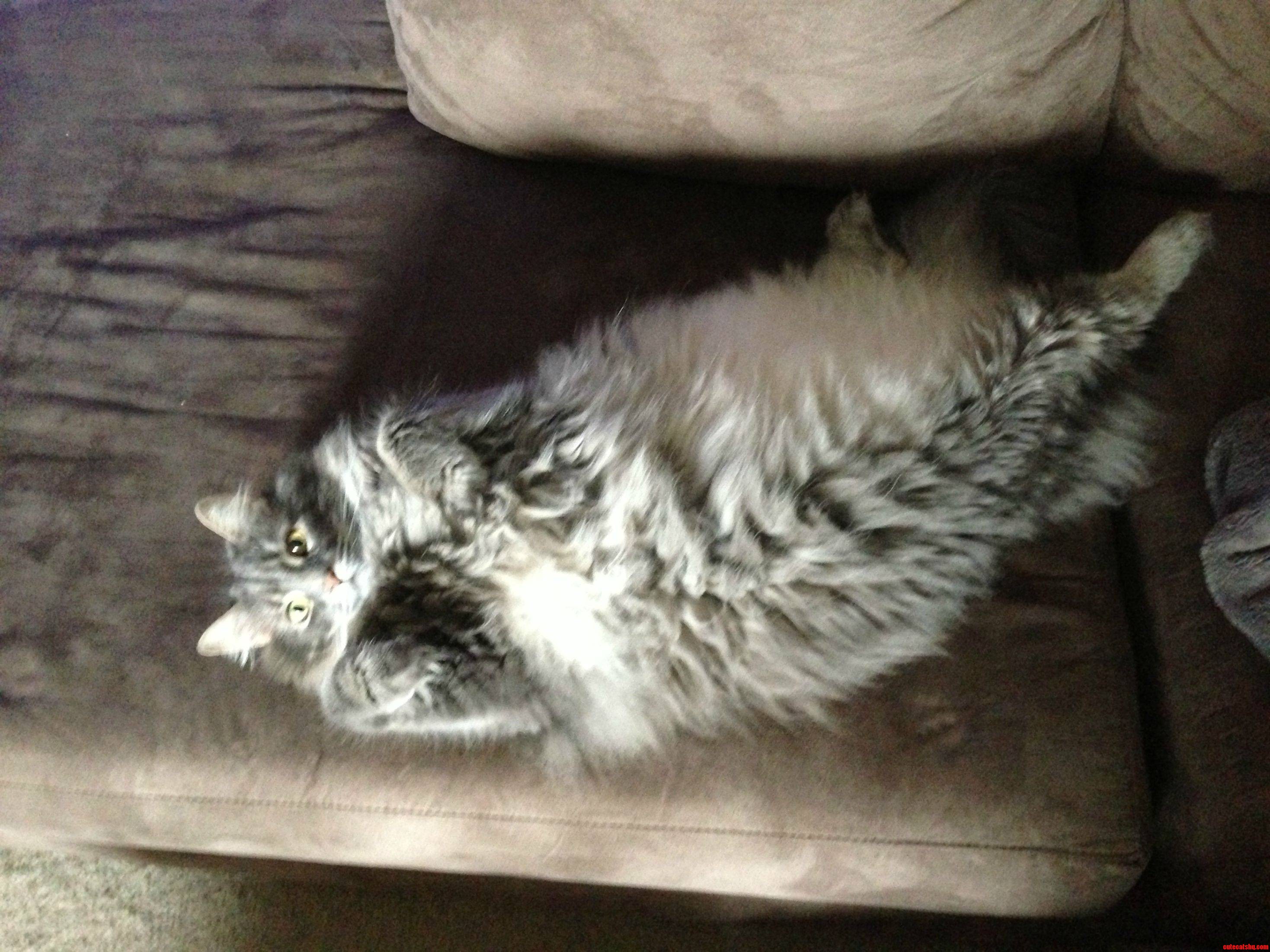 My Tiny Furry Whale  I Mean Cat. It S Definitely a Cat.