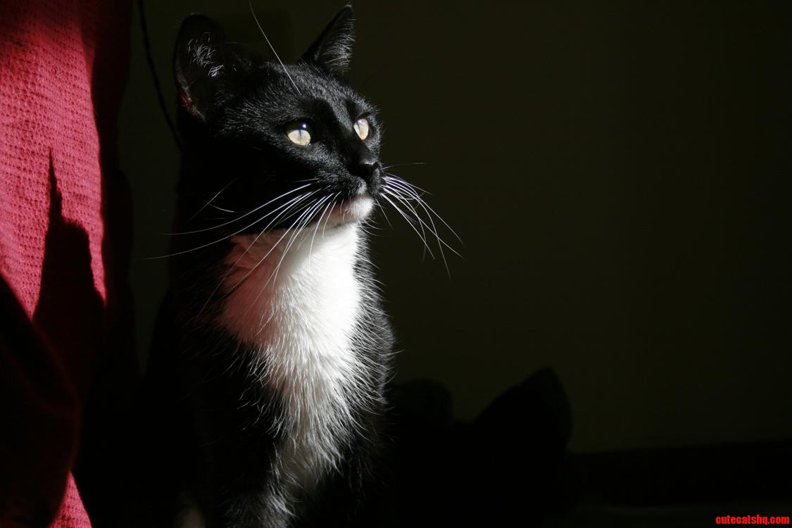 My Tuxedo Cat Prince Basking in the Evening Sun.