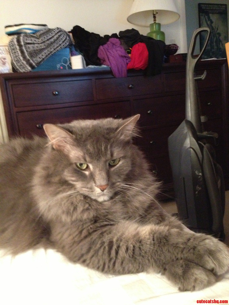 My Very Fluffy Aristocat