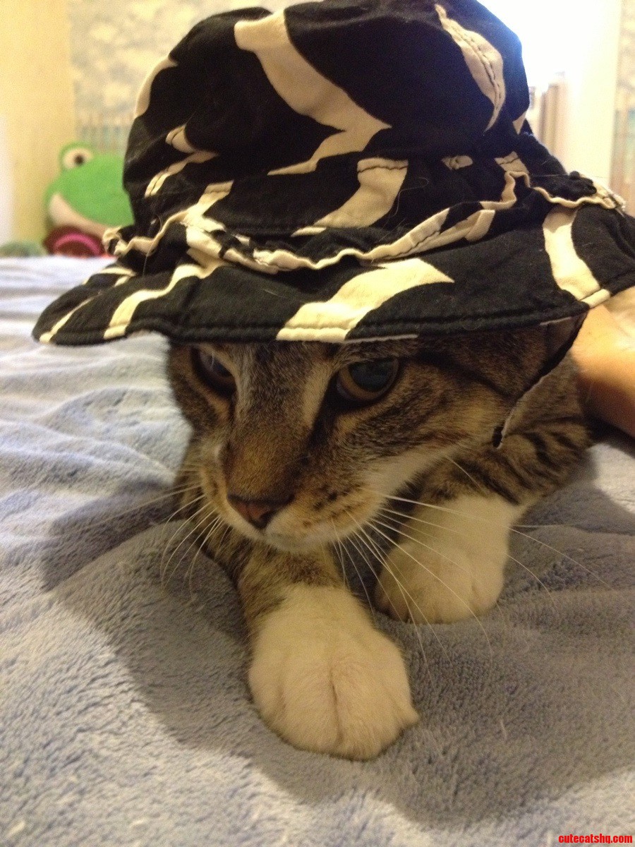 My Wife Insists on Dressing Our Male Cat  Fancy