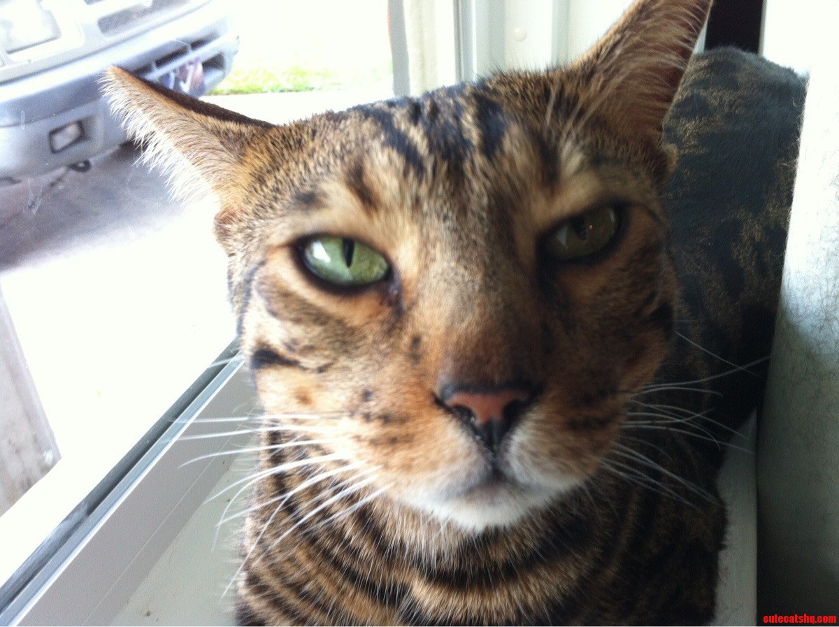 My Kitty Boris