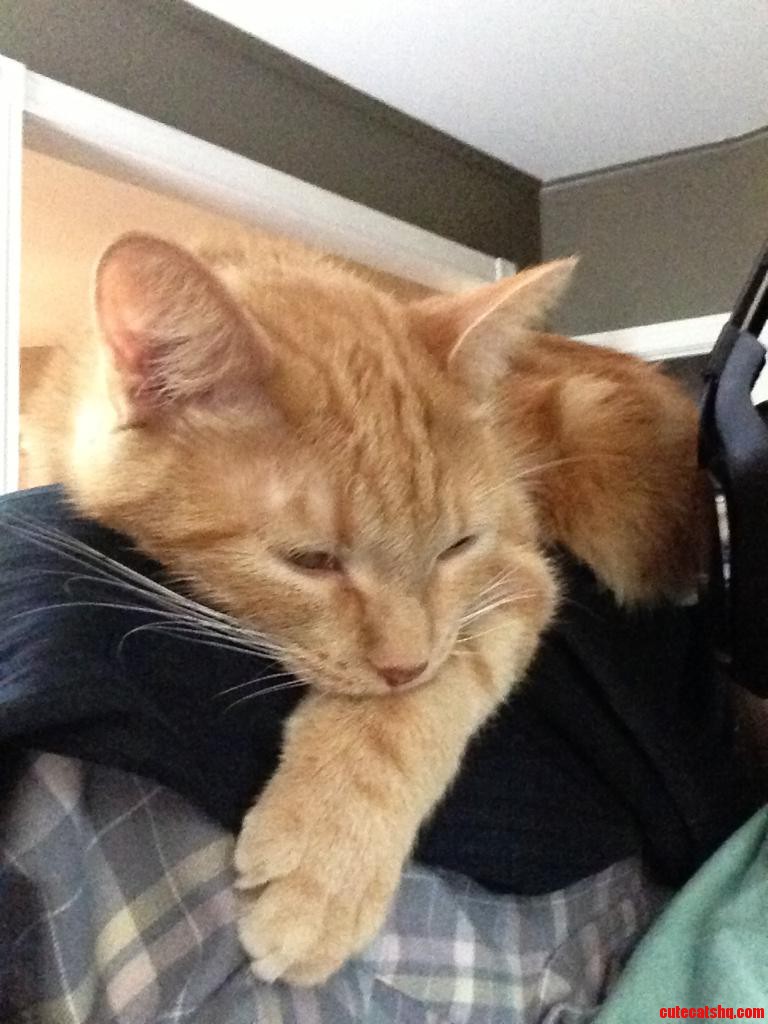 Nala Hanging Out on the Back of My Chair Watching Me Play League.
