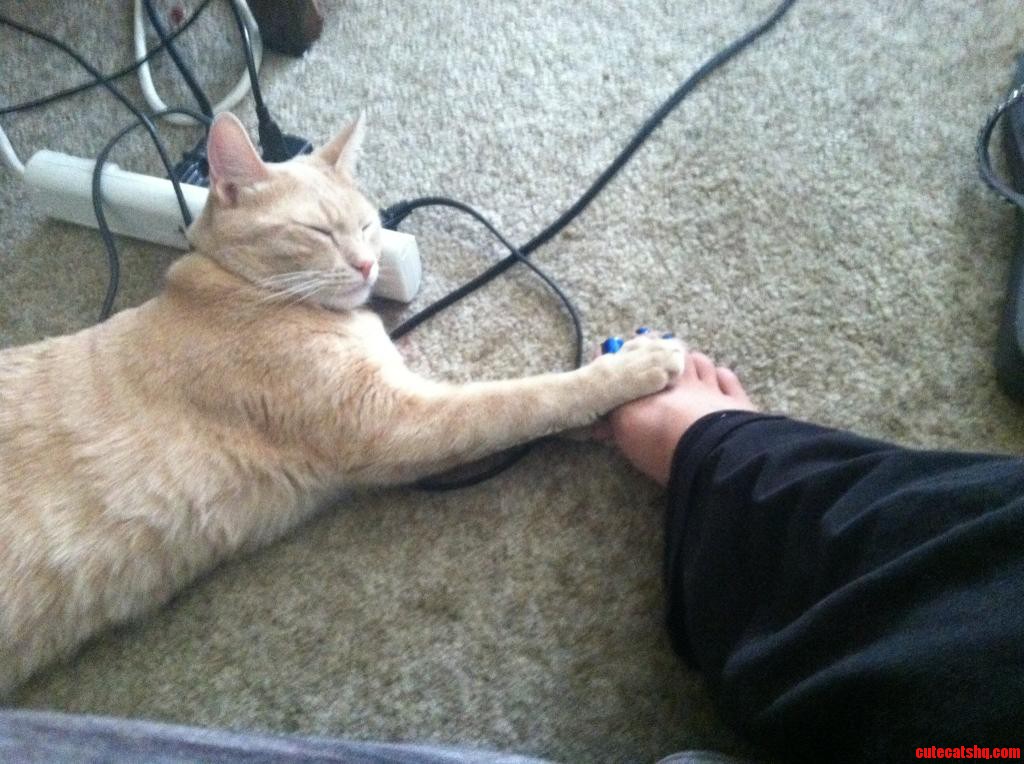 Nala Loves to Hug My Toes When She Falls Asleep.