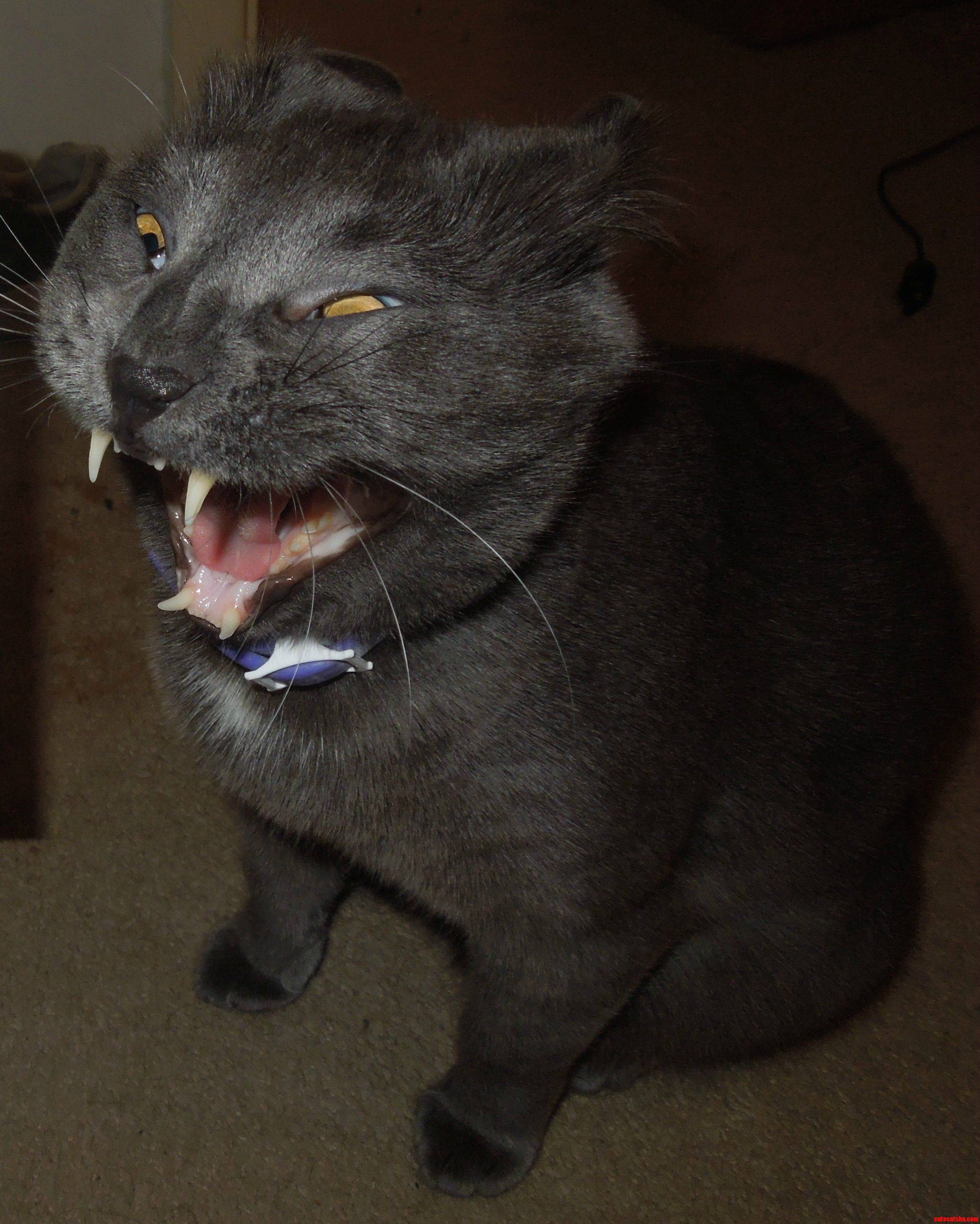 Name That Emotion. Is My Kitty Mad Scared Silly or Sleepy
