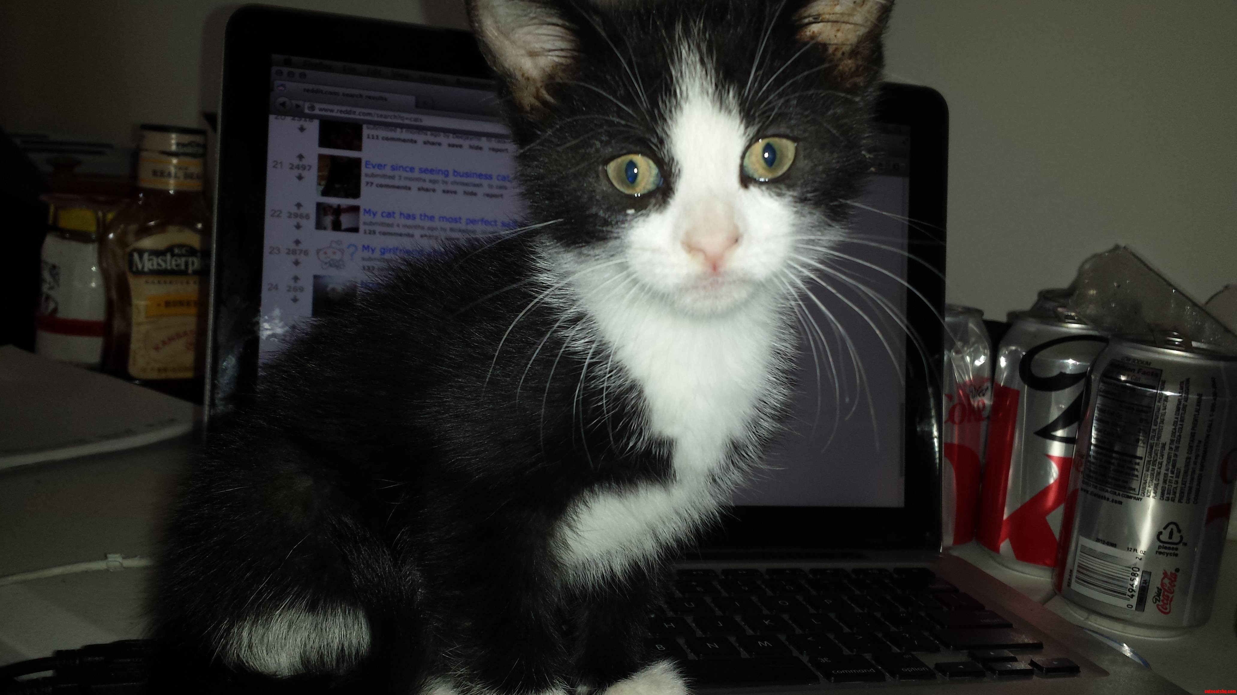 Never Been a Cat Person but This Guys Here to Stay