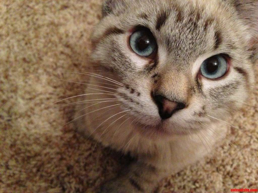 New Addition to the Family.