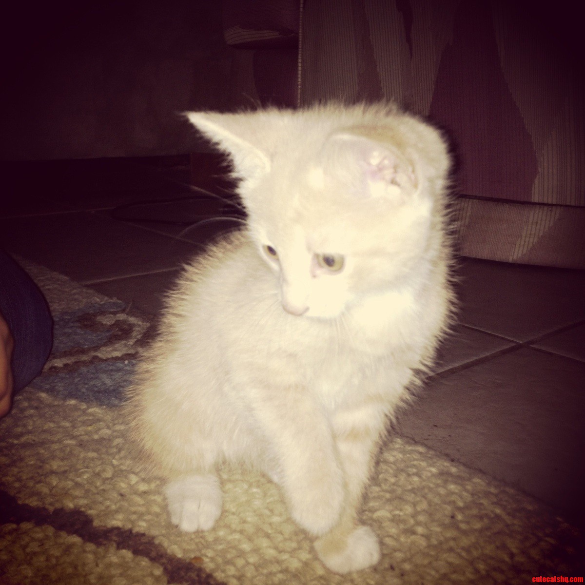 New Kitty Needs a Name