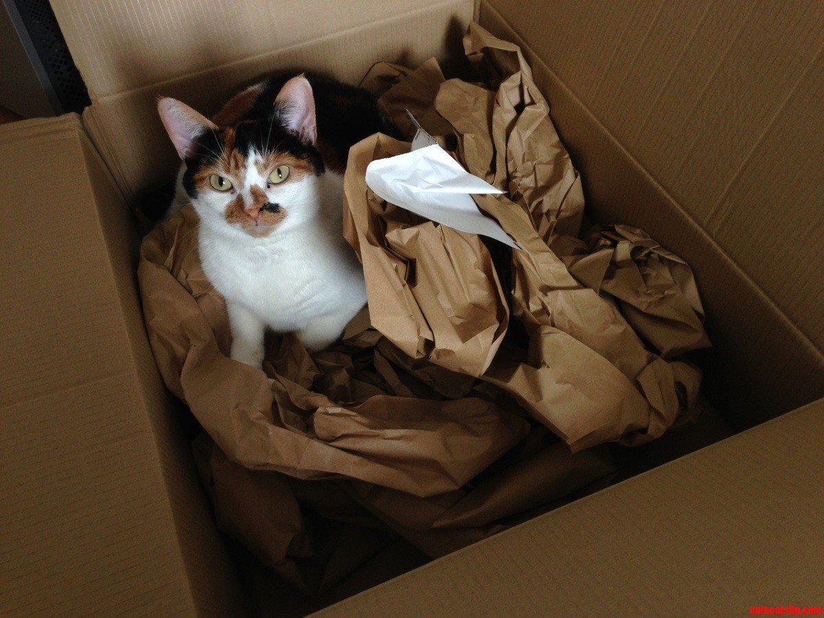 New Package Arrived