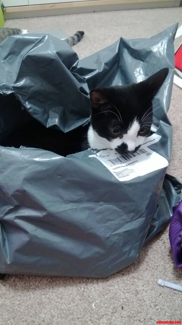 Next Day Air Cat
