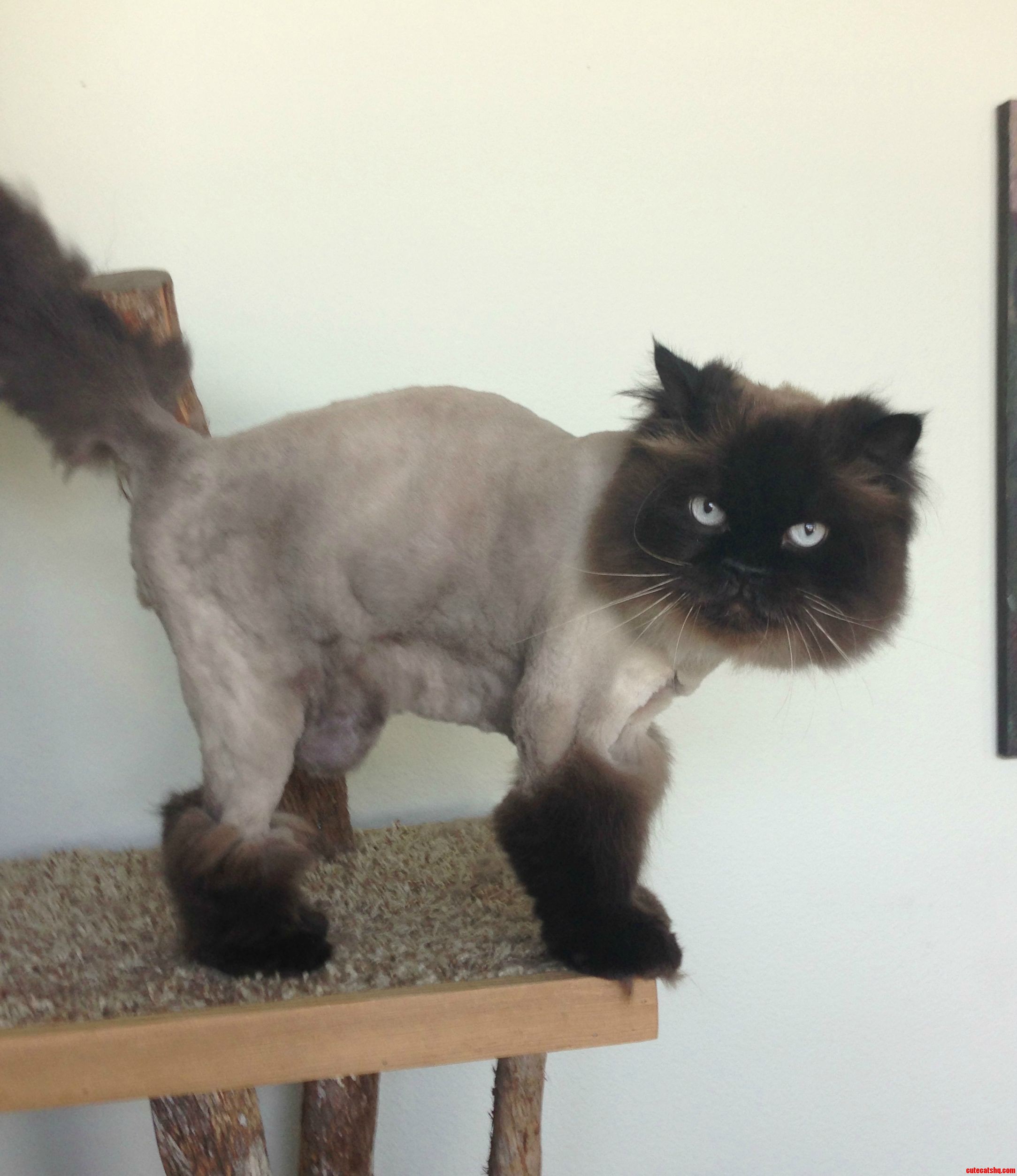 No Matter How Much I Brush Him He Still Get Matting on His Back Legs. So Now He Gets This..
