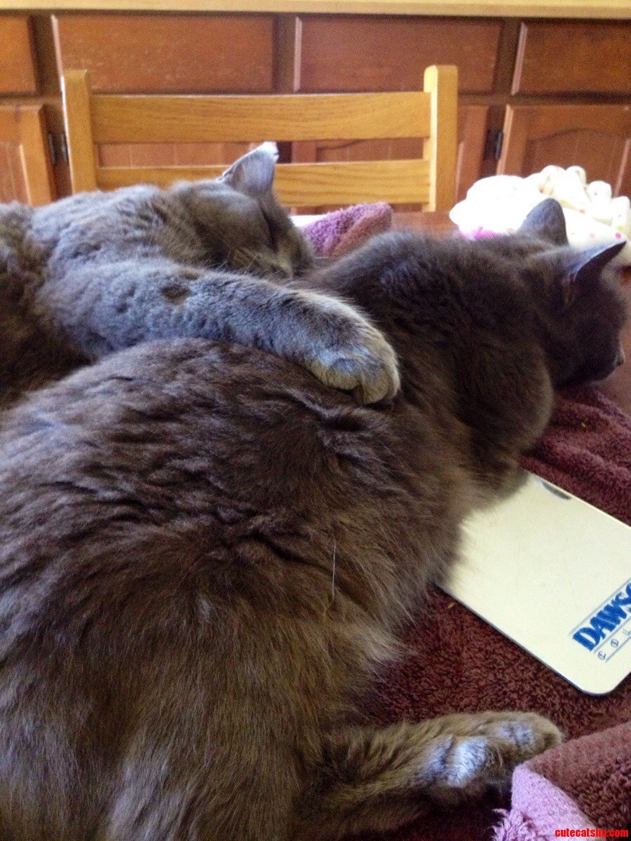 Normally They Not Allowed on the Table.. but How Can I Refuse That