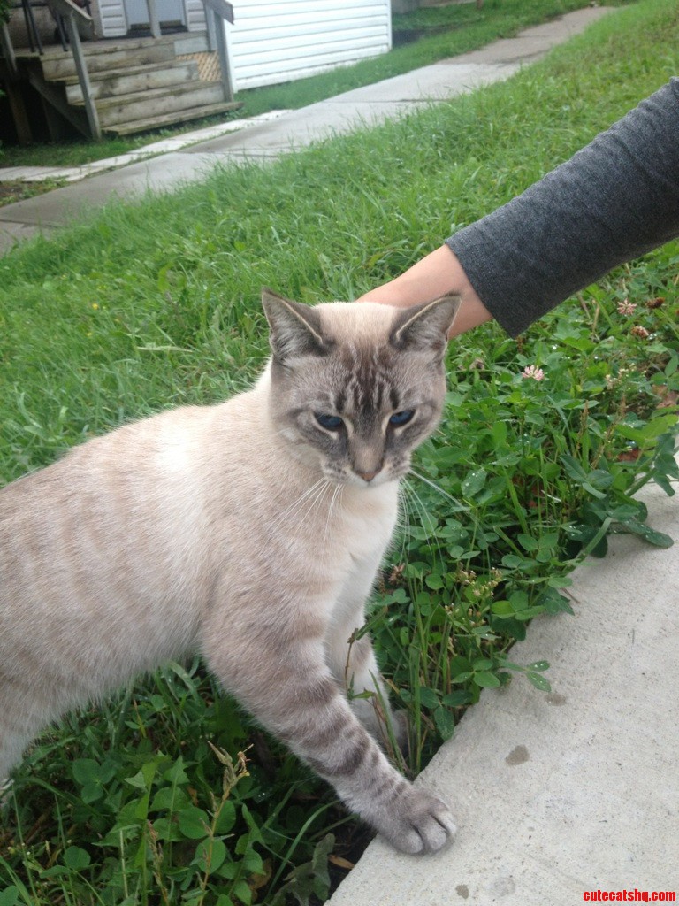 Not Just Beautiful Eyes  Beautiful Coat of Fur Too