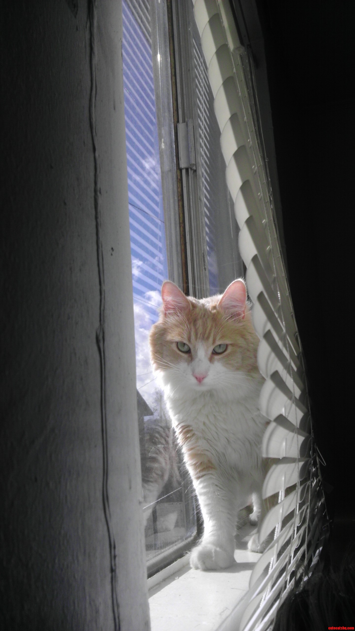 Nothing About This Window Makes Him Happy.