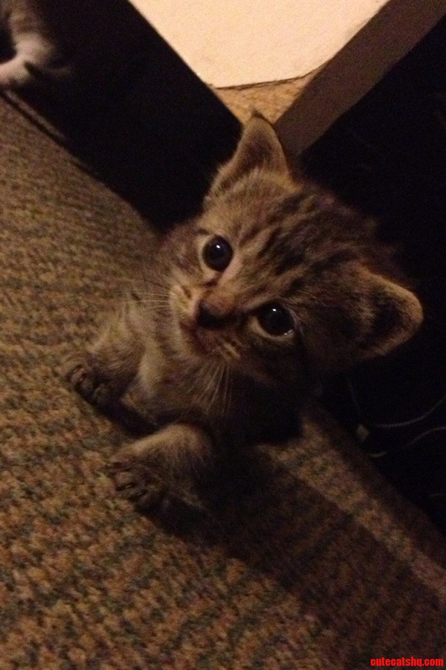 Oh the Cuteness