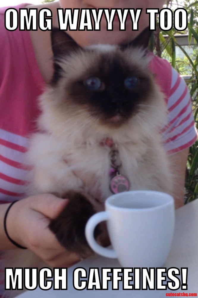 Omg Caffeine