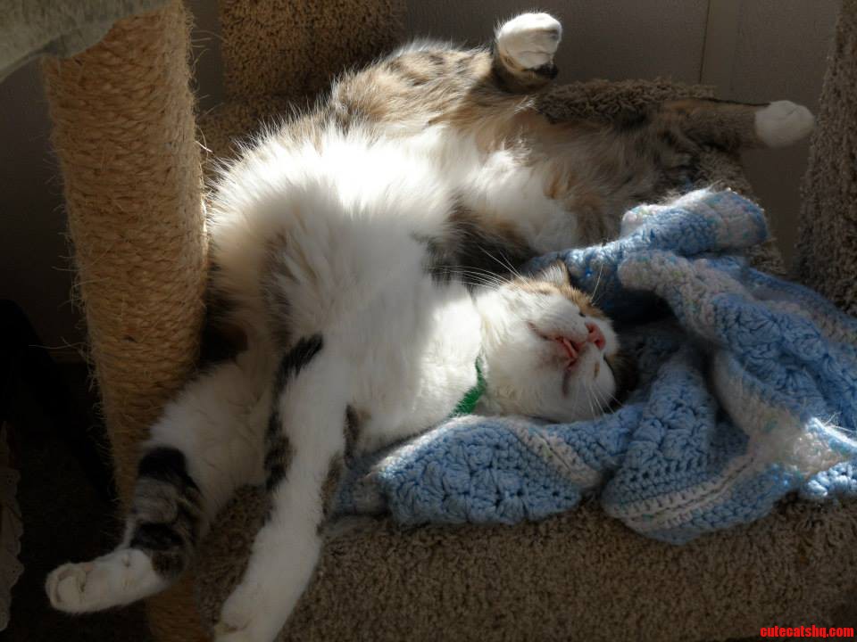 One of the Kitties at My Local Cat Rescue Shelter This One Is a Little...special.