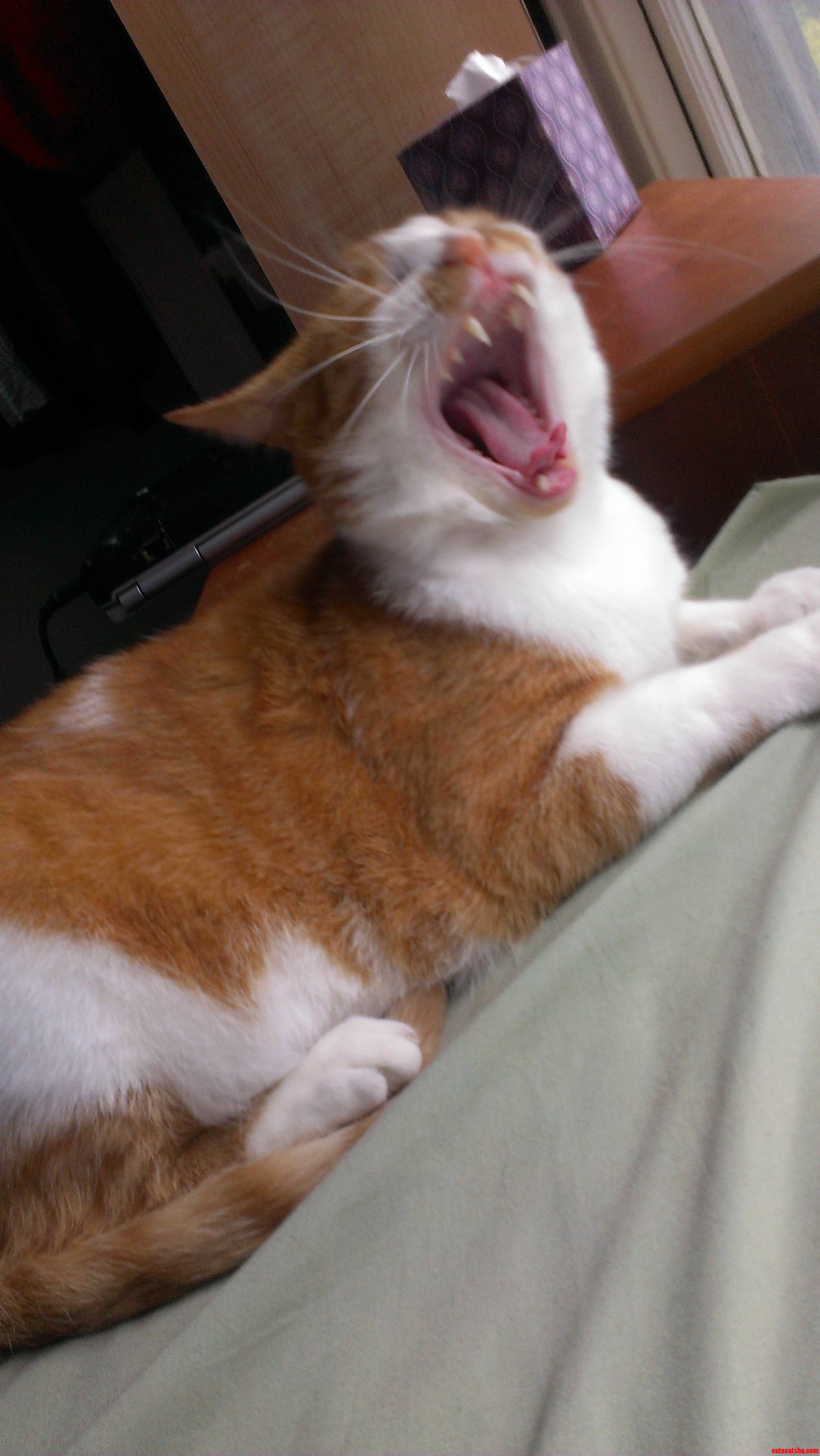 Open Wide