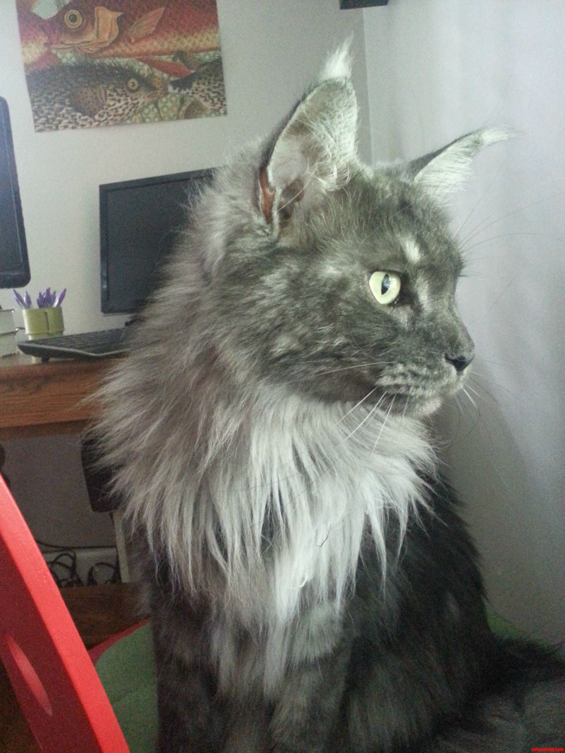 Our 3yr Old Maine Coon.