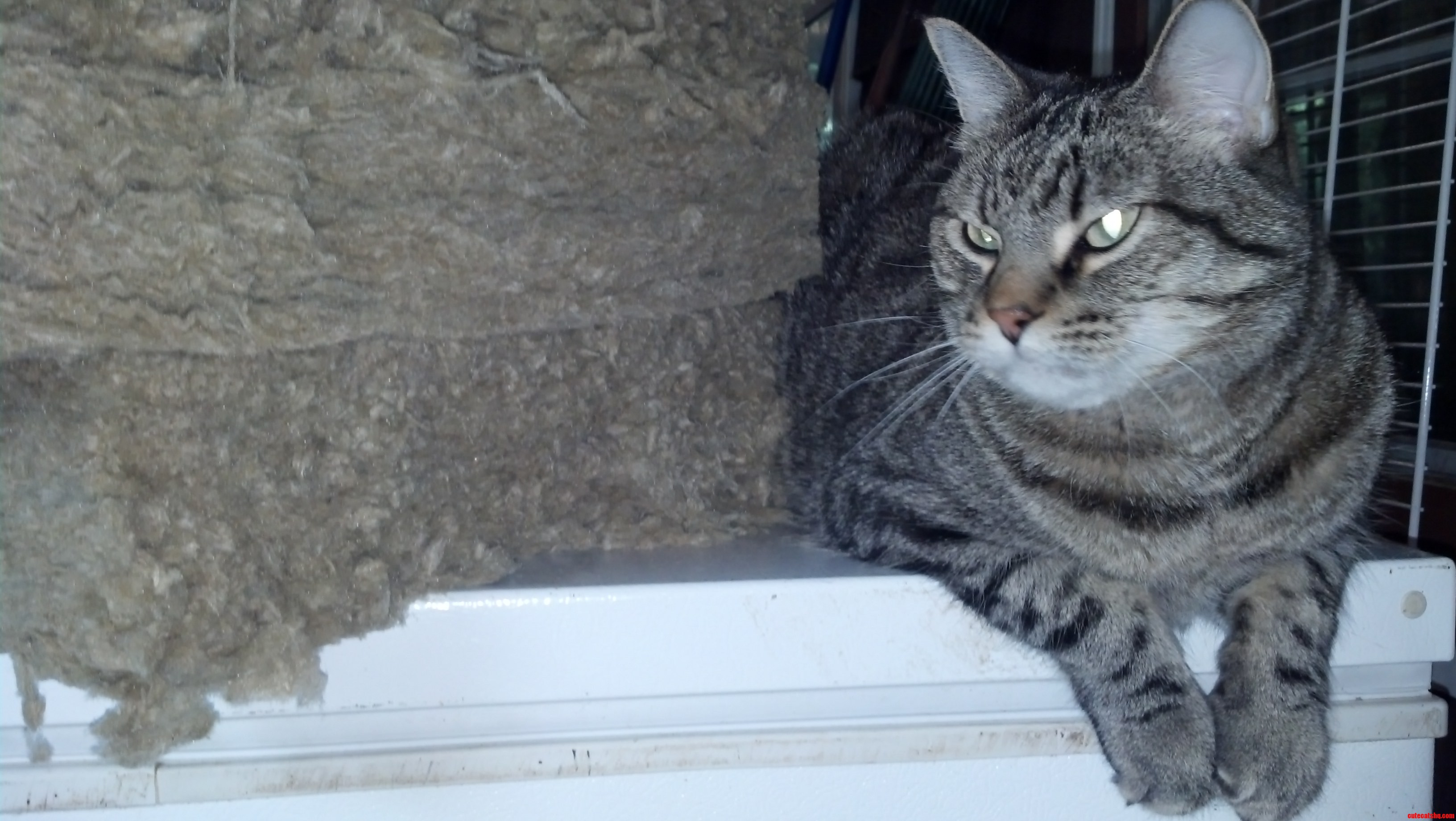 Our Little Smushycat Helping Insulate