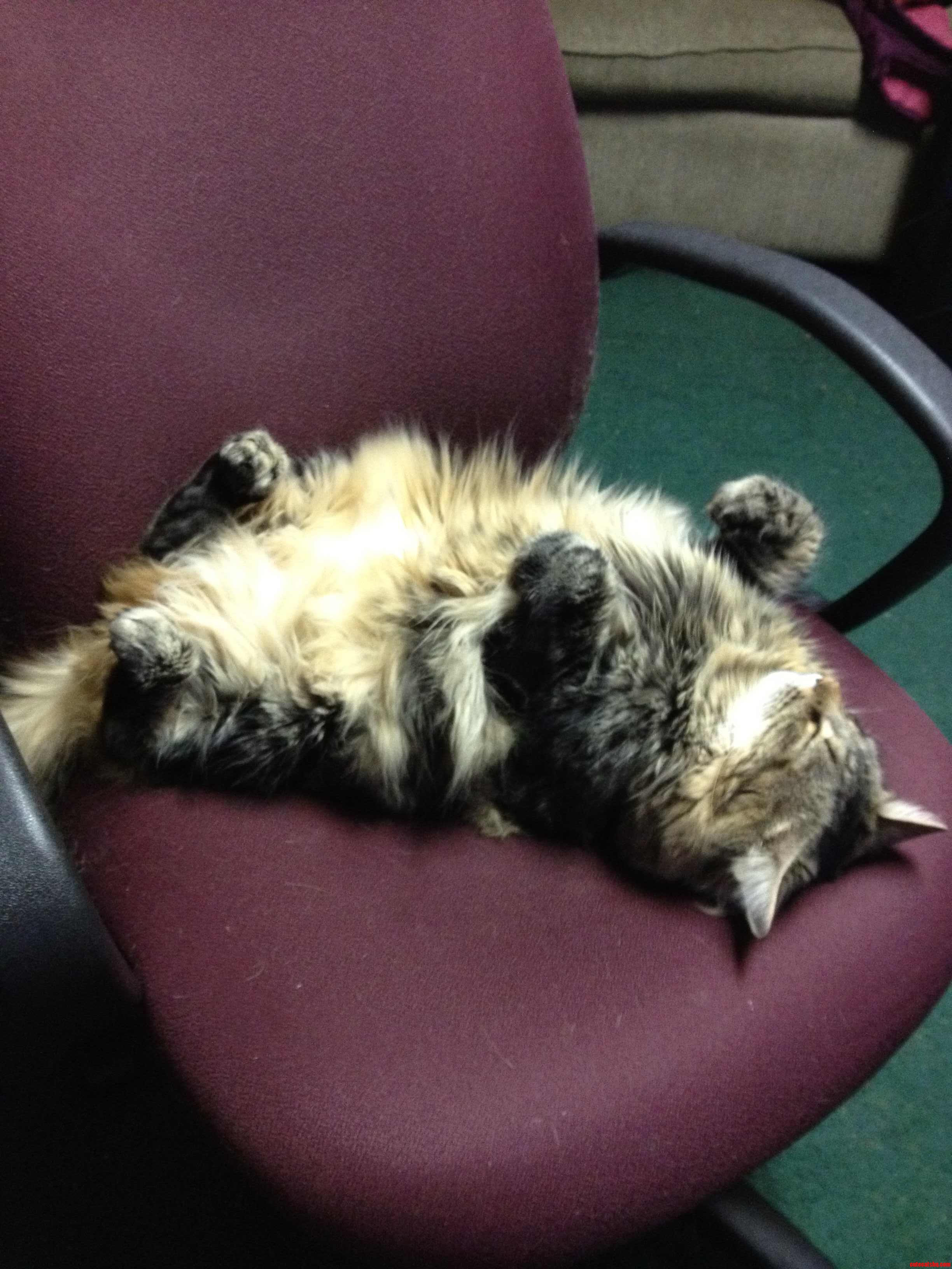 Our Maine Coon Enjoying His Chair