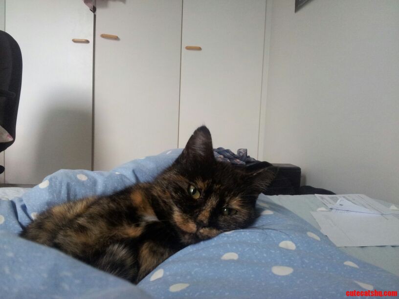 Our Neighbors Cat Likes to Come in from My Window at Night. This Is What I Wake Up to Every Morning.