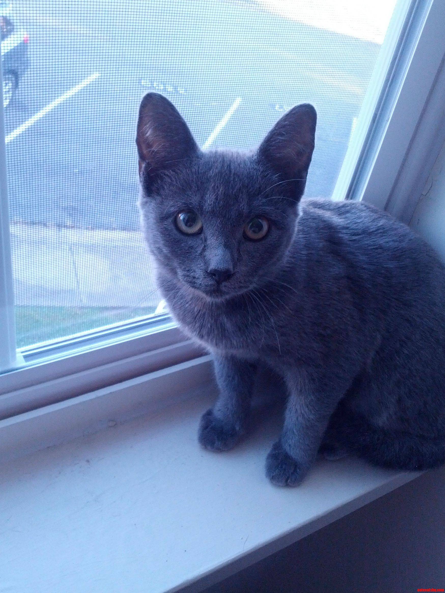 Our New Kitten Alphonse He Is a Big Fan of the Windowsill
