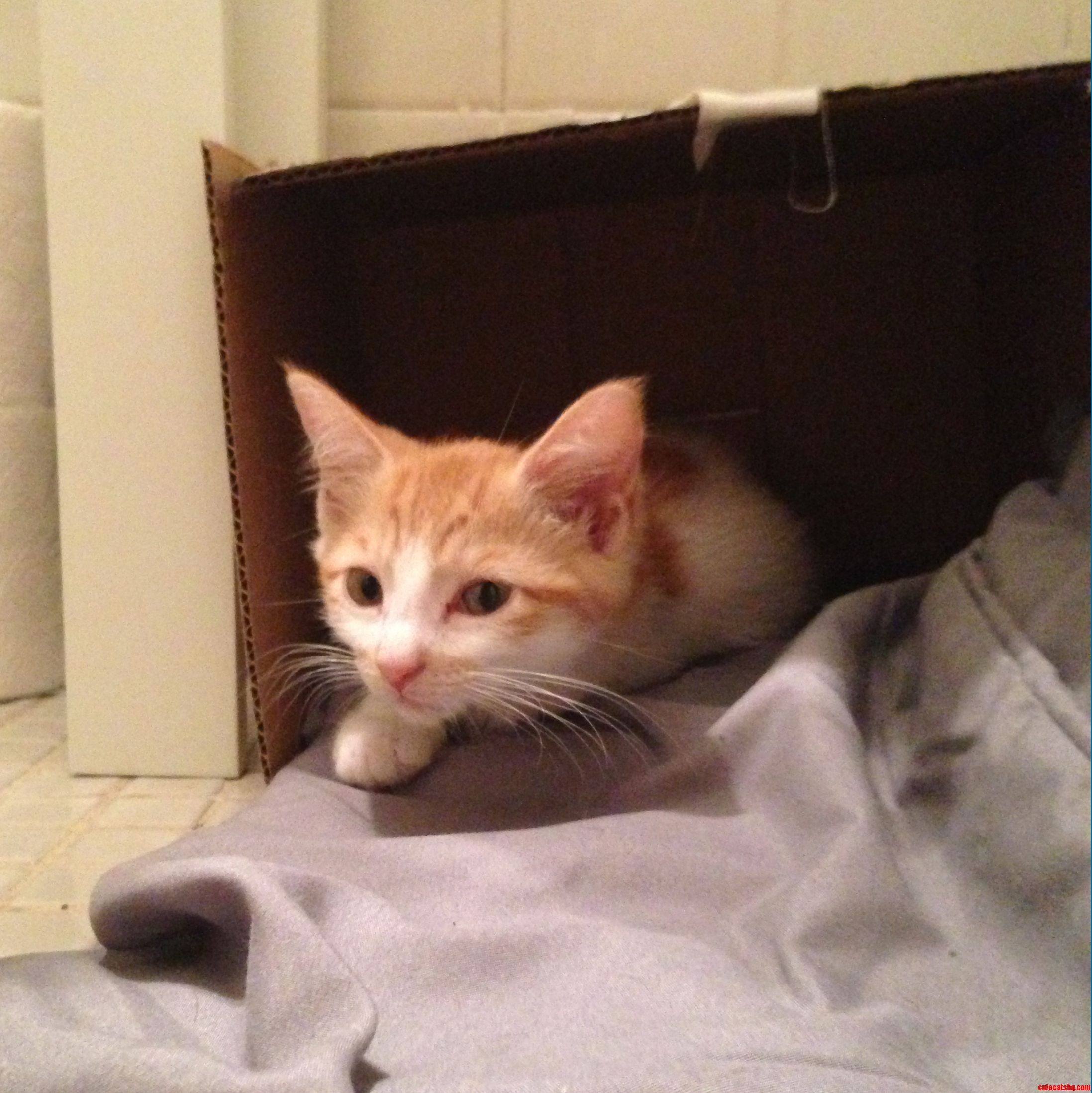 Our New Kitten Finn Isnt Quite Sure What He Thinks of Me Yet.