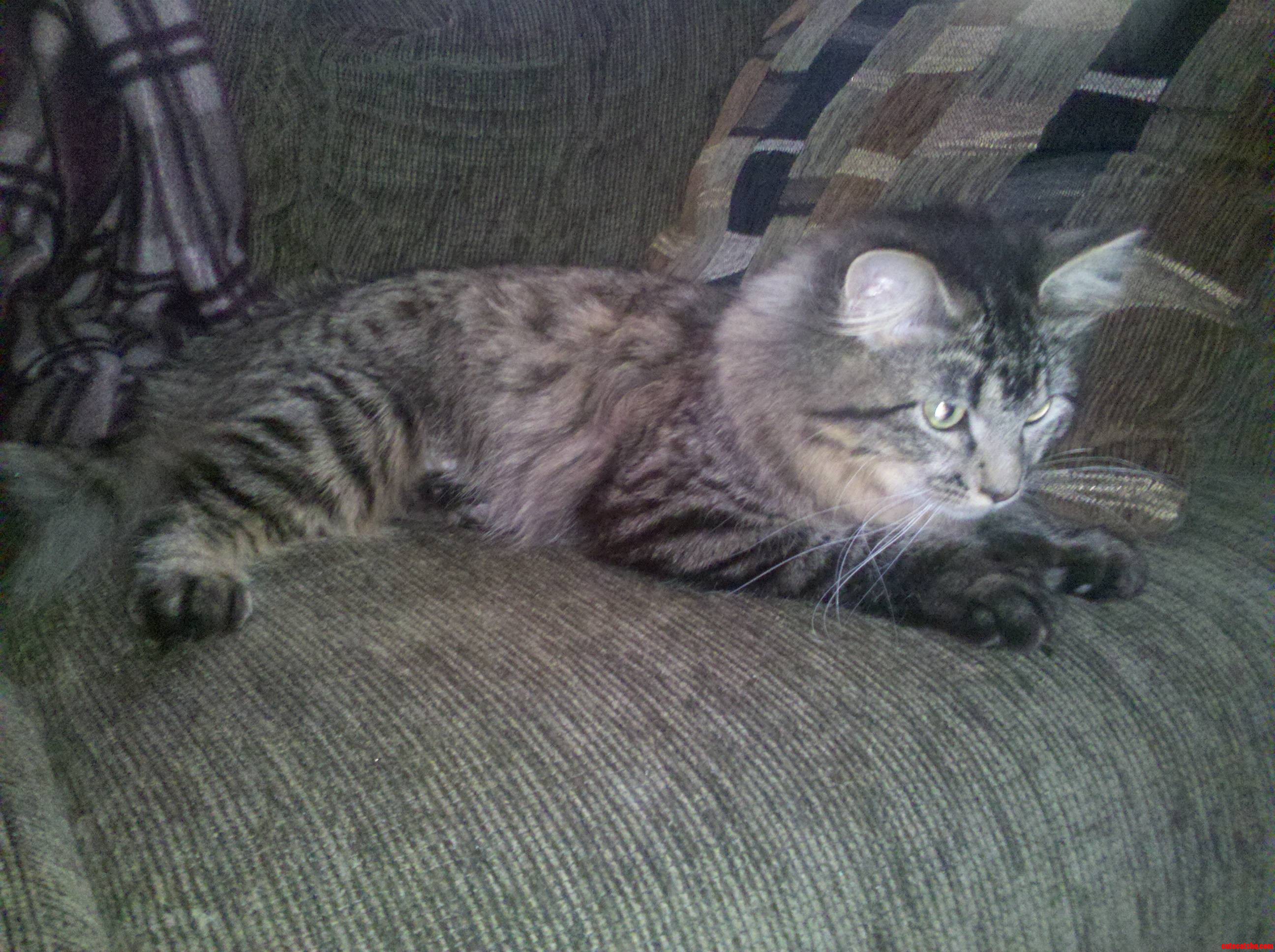 Our New Maine Coon Cat Blending in with the Couch
