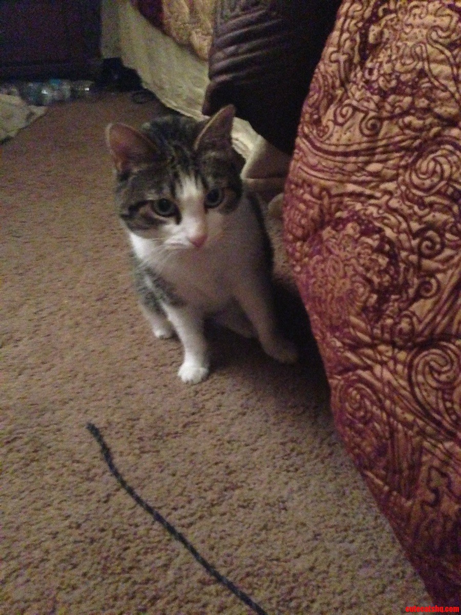 Our New Sweet Girl Molly