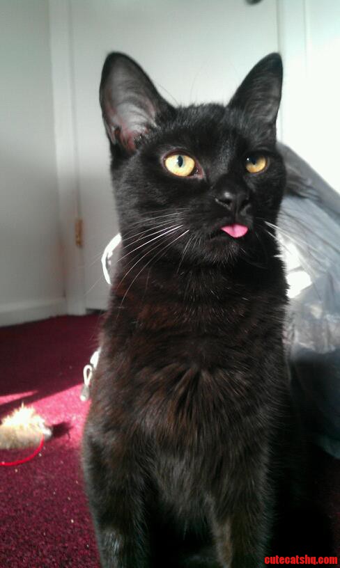 Pekoe Was a Derpy Kitten.