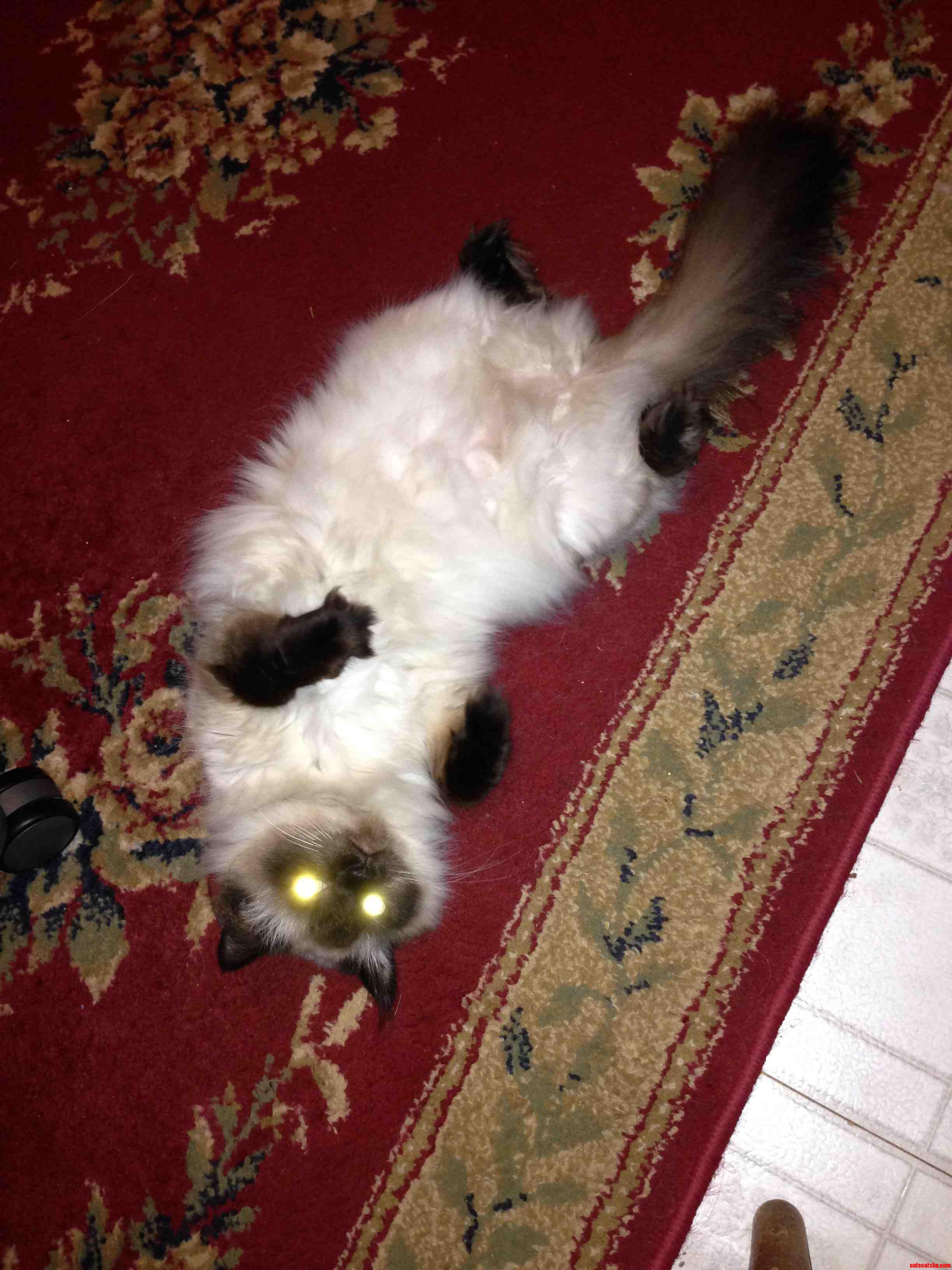 Pet Me Human or Face the Consequences.