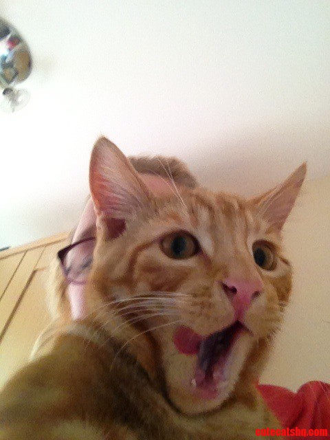 Photo Bomb