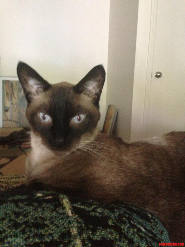 Pia  My Little Egyptian Goddess