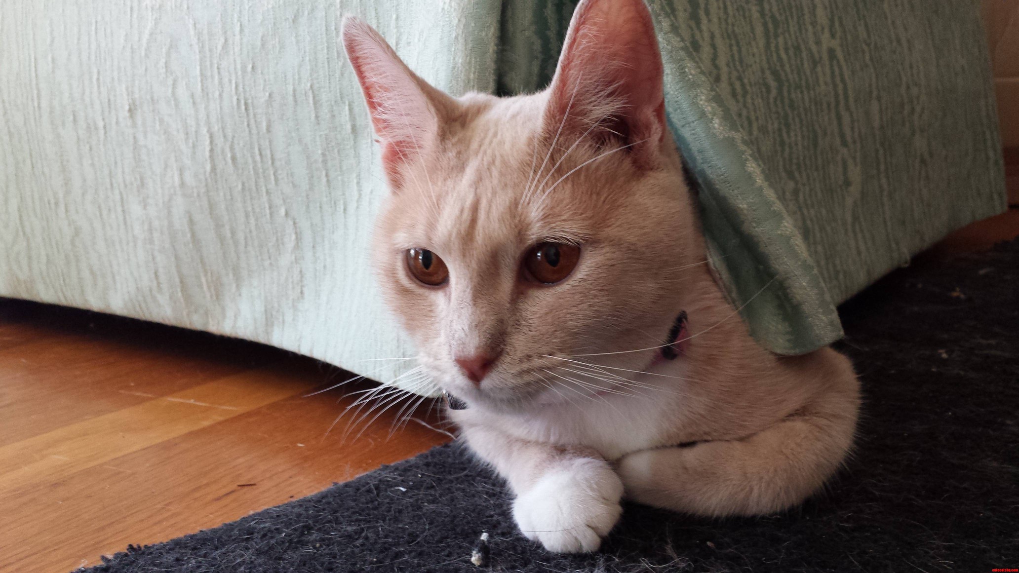 Poking Out from One of Her Favorite Hiding Spots.
