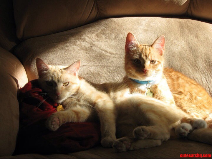 Pretty Sure My Cats Are Head of a Crime Syndicate.
