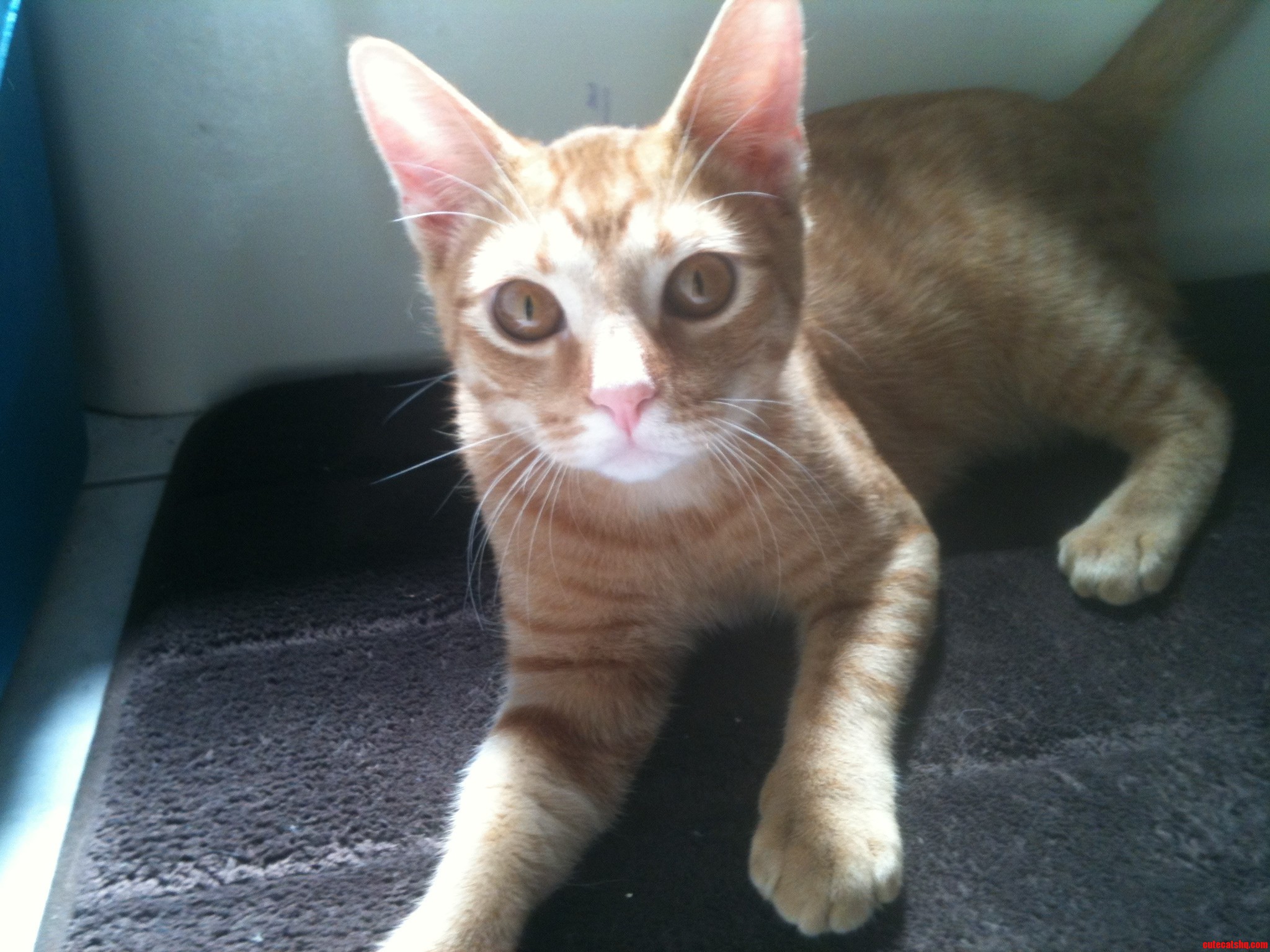 Pumpkin My Skittish Cat in the Bathroom Sunlight Before Running Away