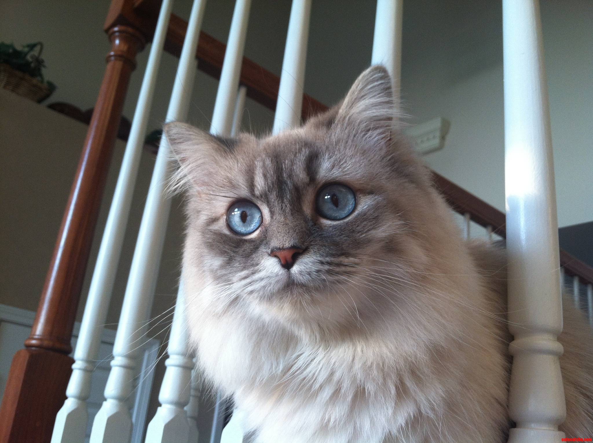 Ragdoll Eyes