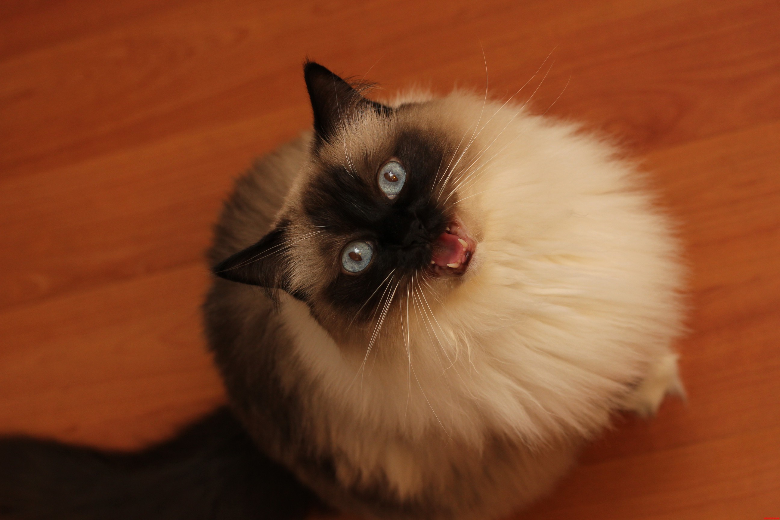 Reaction to Tuna...