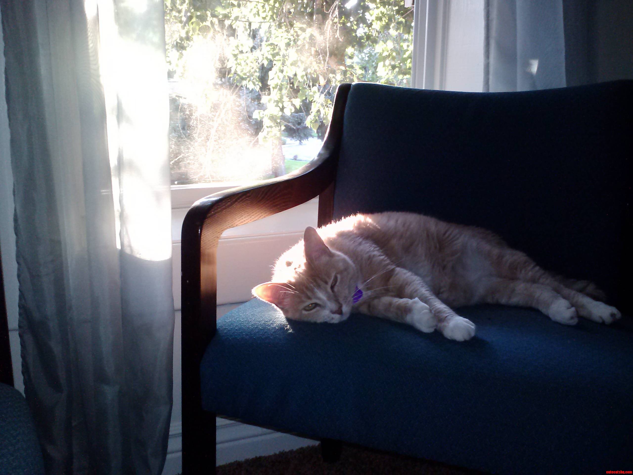 Reddit Heres My Cat Sun Bathing