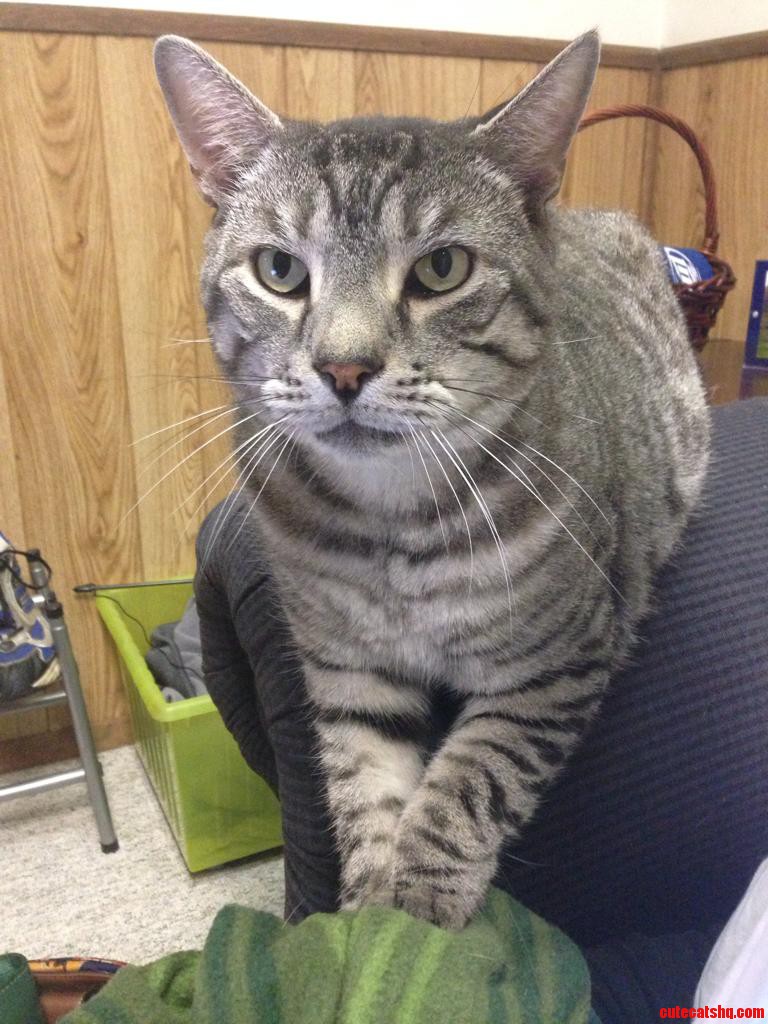Requesting Permission to Approach Lap and Snuggle.