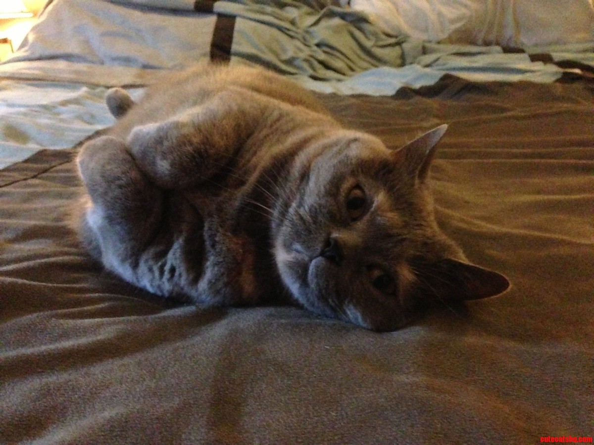 Rofl Is Particularly Cuddlesome on Sundays