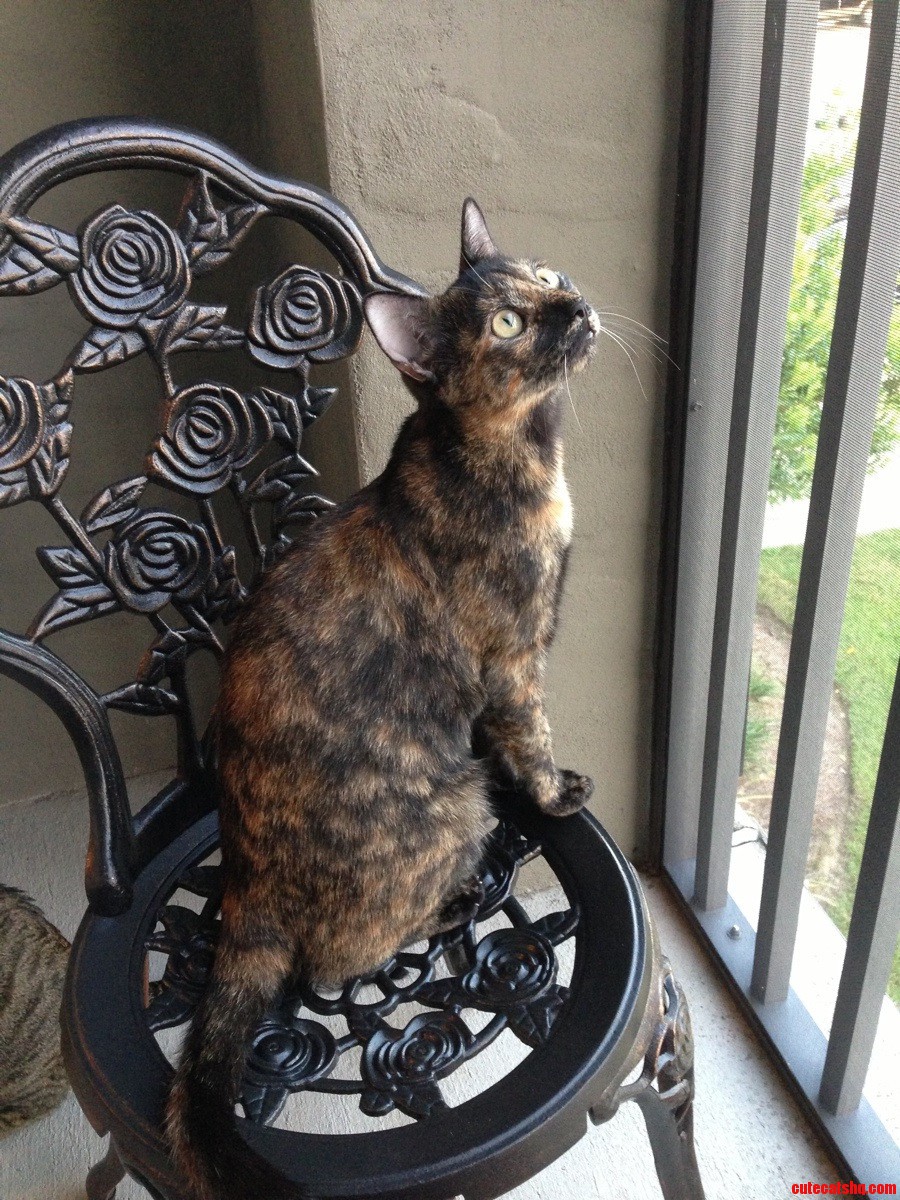 Roux Has Grown Into Quite the Pretty Lady.