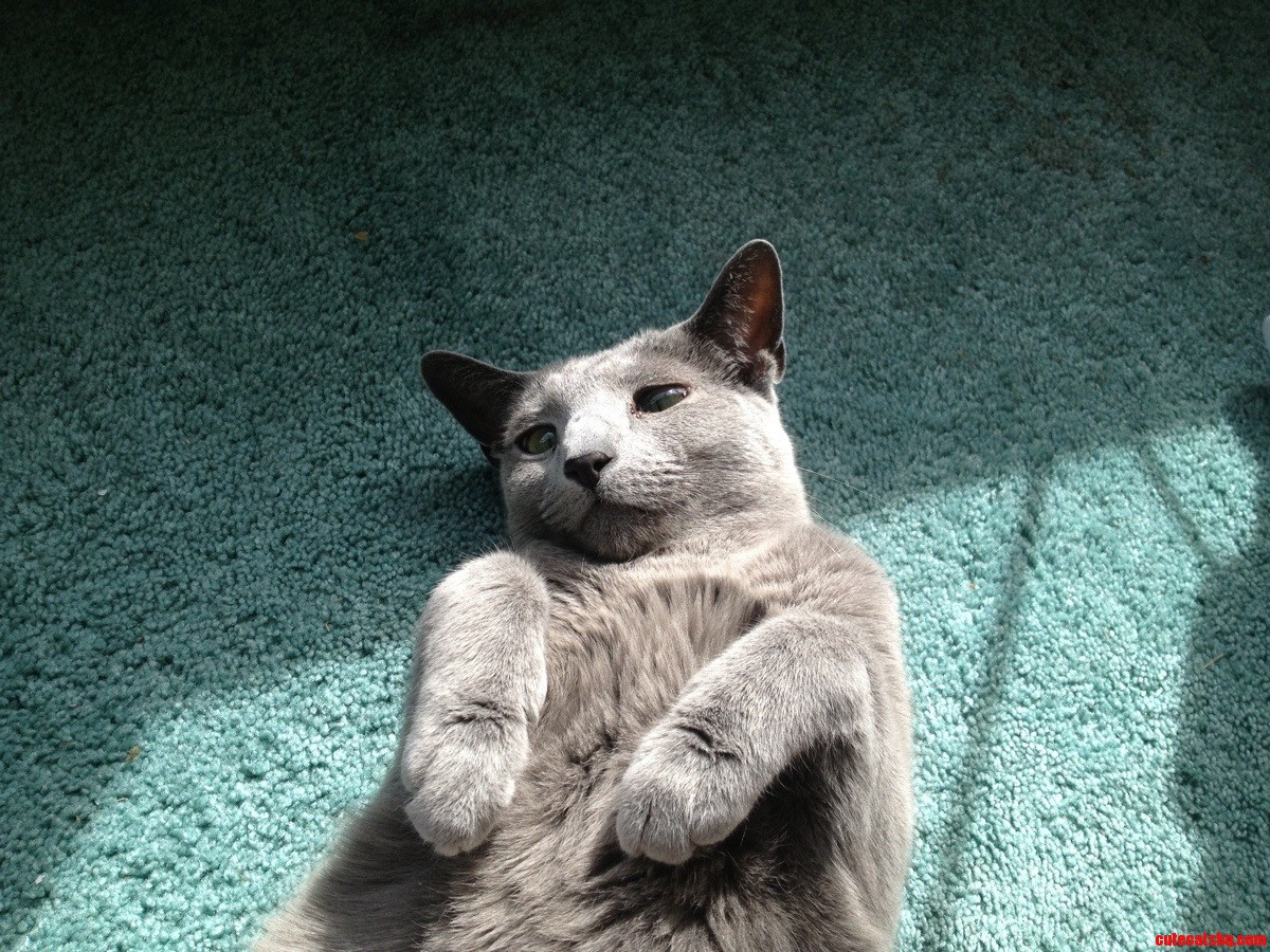 Rub My Belly Trust Me I Am a Cat