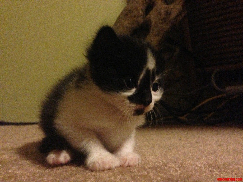 Sad Kitty